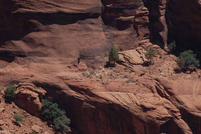 sheep at Sliding House Overlook